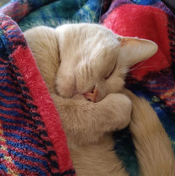/Images/uploads/Cat Welfare Association/CatWelfare/entries/33825thumb.jpg